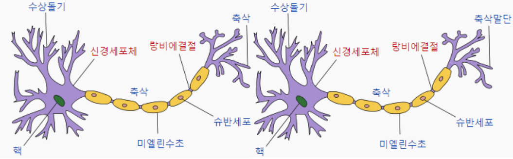 뉴런 이미지